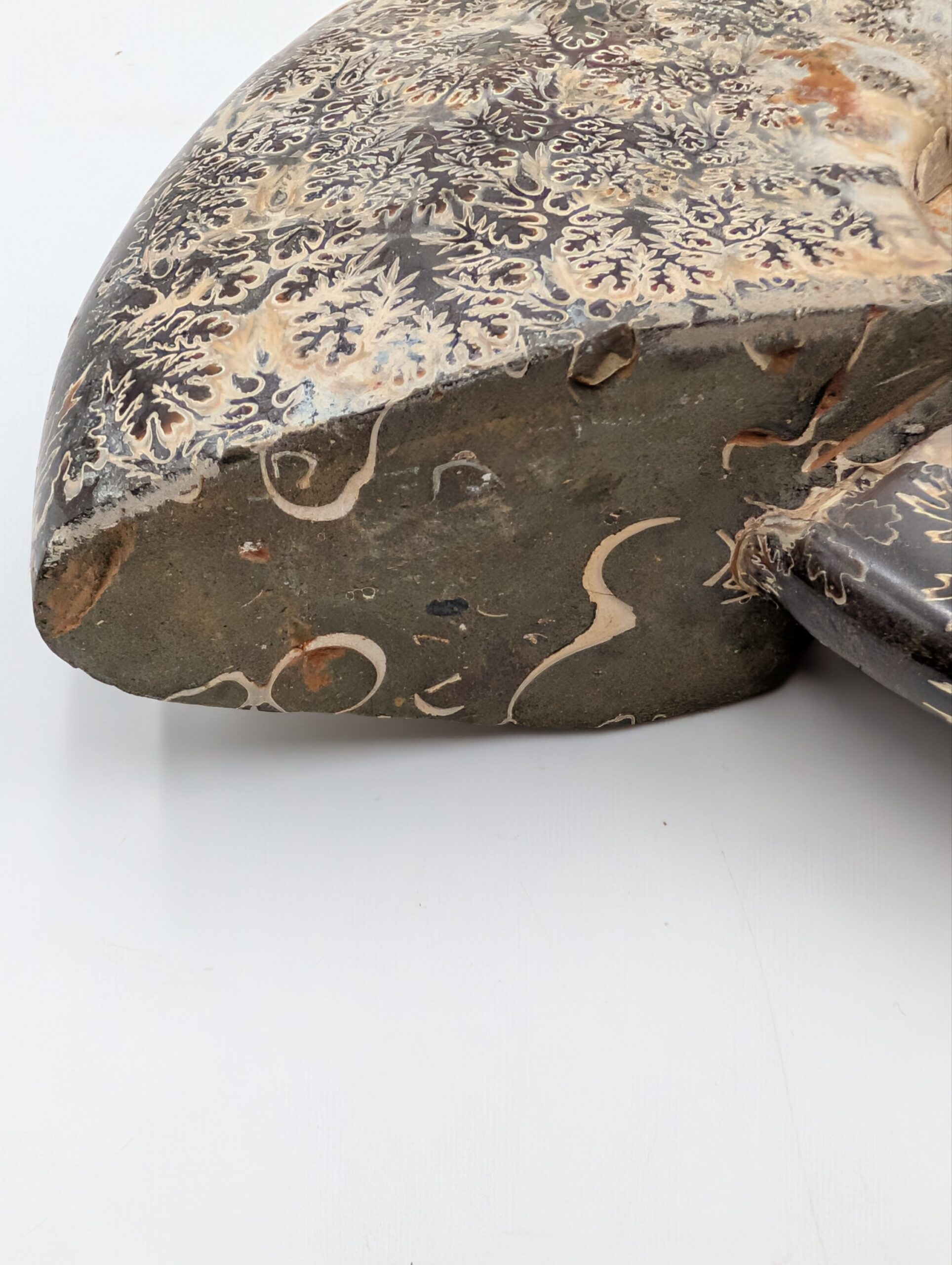 Large Polished Cleoniceras Ammonite Fossil with Sutures – Madagascar – 15.5cm / 770g - Image 3