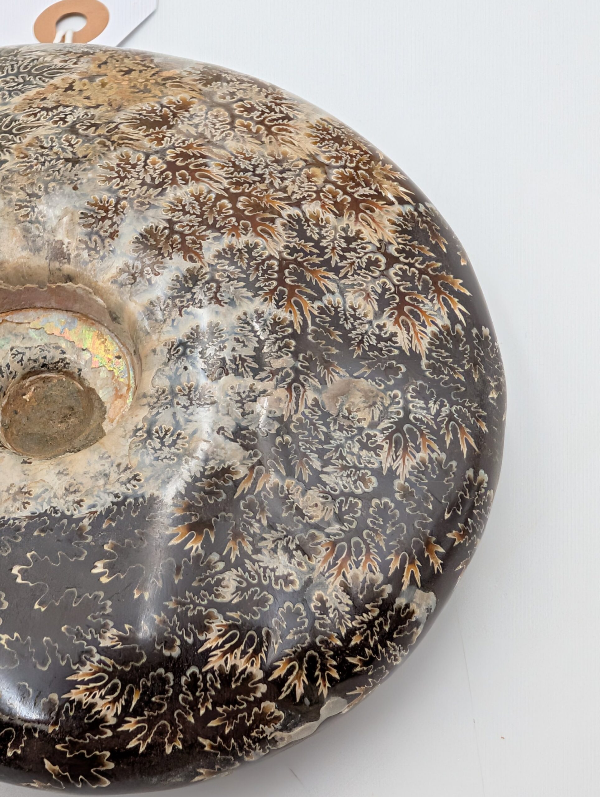 Large Polished Cleoniceras Ammonite Fossil with Sutures – Madagascar – 15.5cm / 770g - Image 4