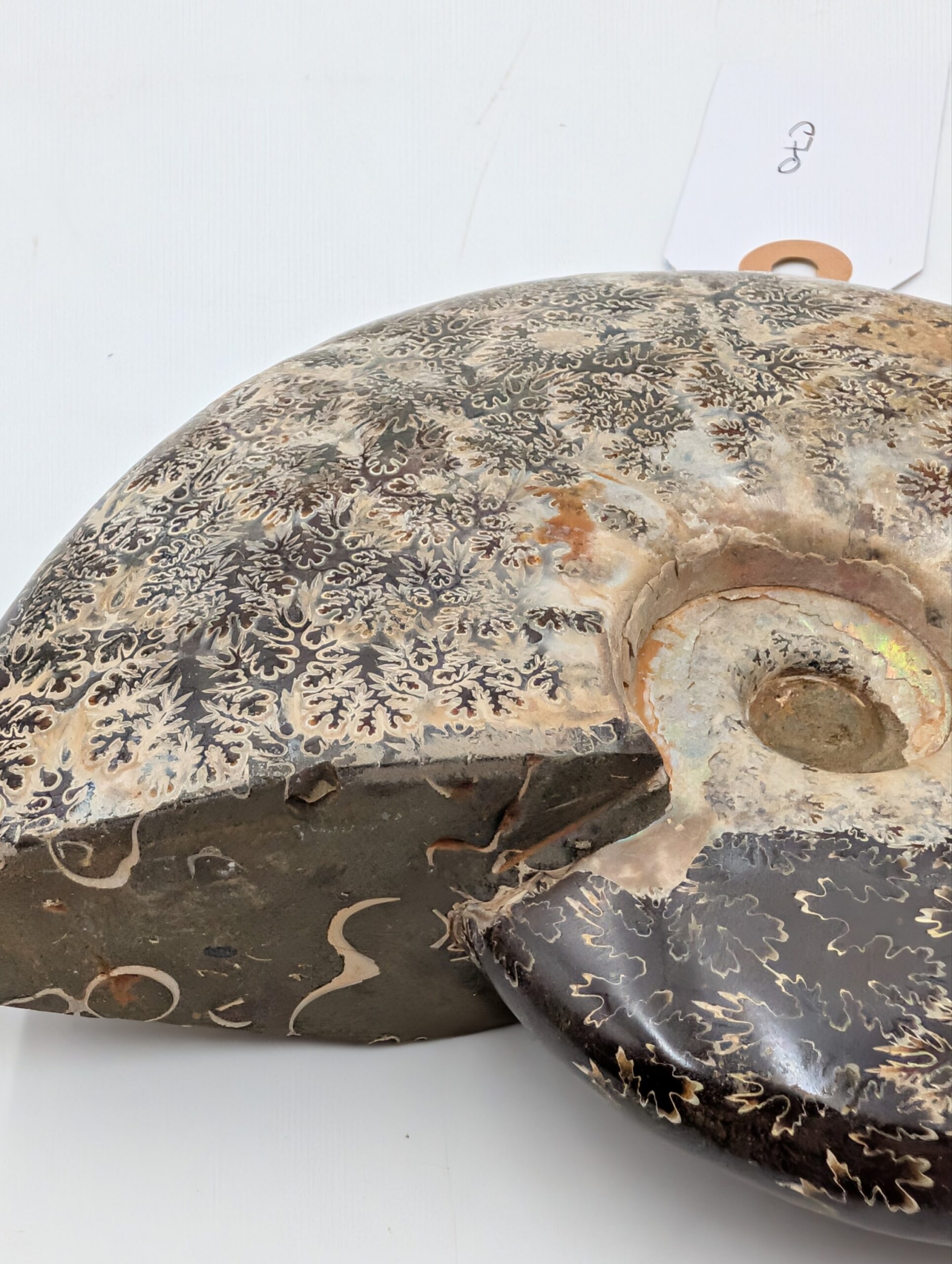 Large Polished Cleoniceras Ammonite Fossil with Sutures – Madagascar – 15.5cm / 770g - Image 2