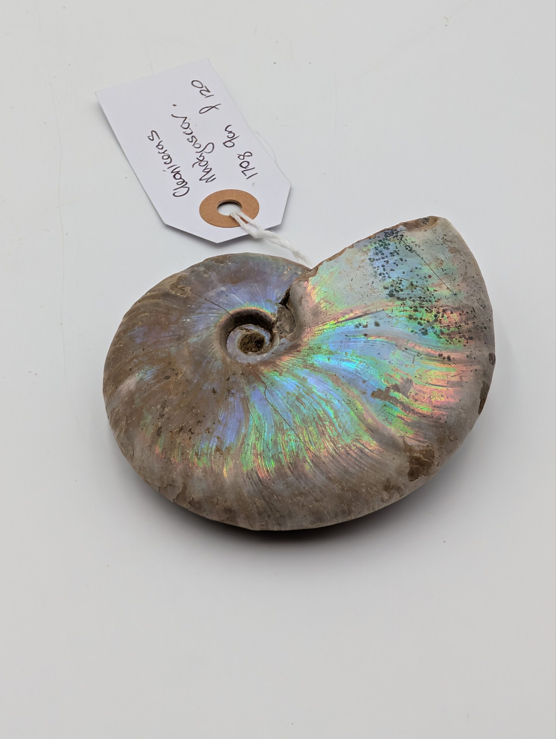 Large Iridescent Cleoniceras Ammonite Fossil – Madagascar – 9cm / 170g - Image 3