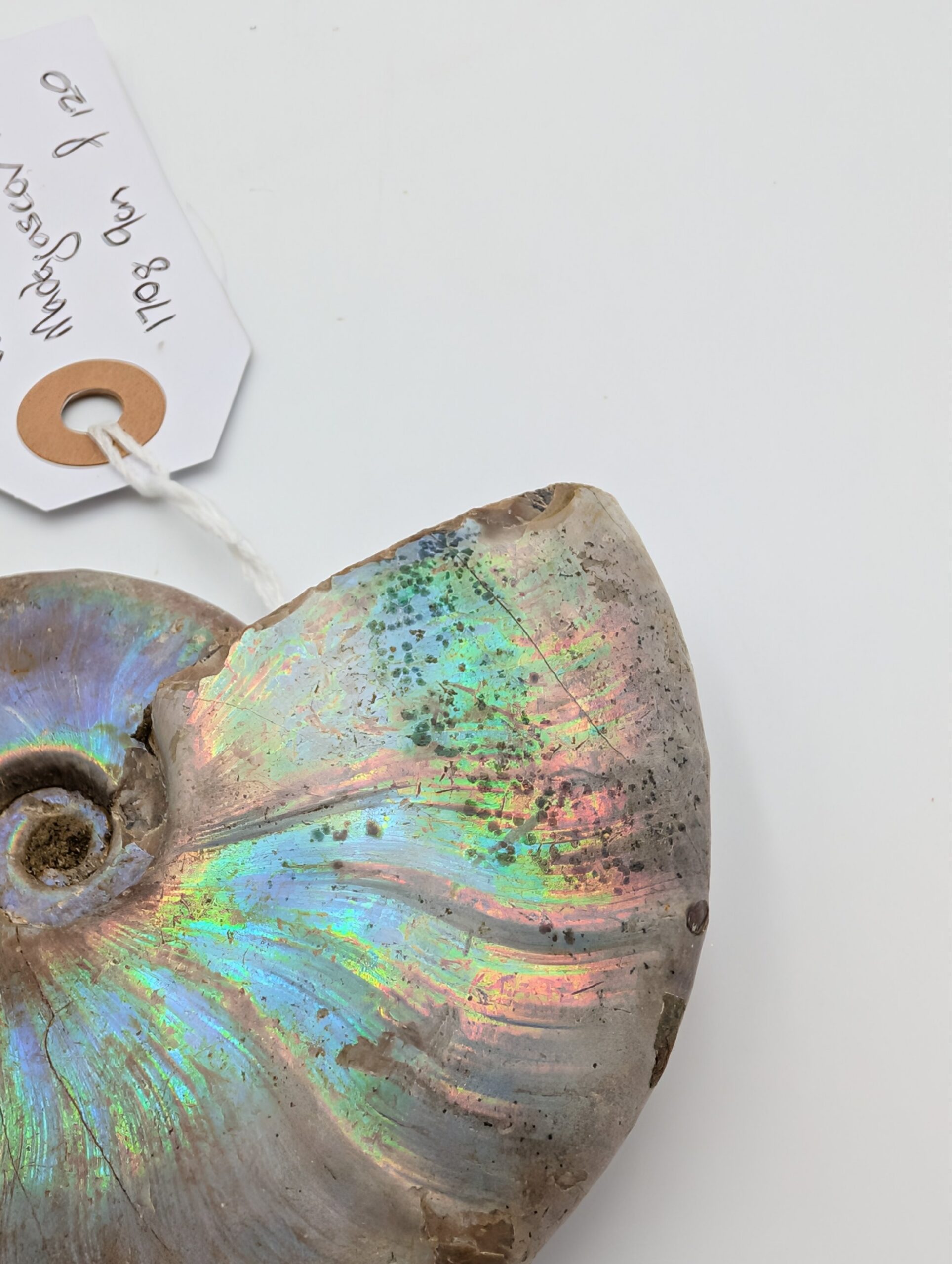 Large Iridescent Cleoniceras Ammonite Fossil – Madagascar – 9cm / 170g - Image 4