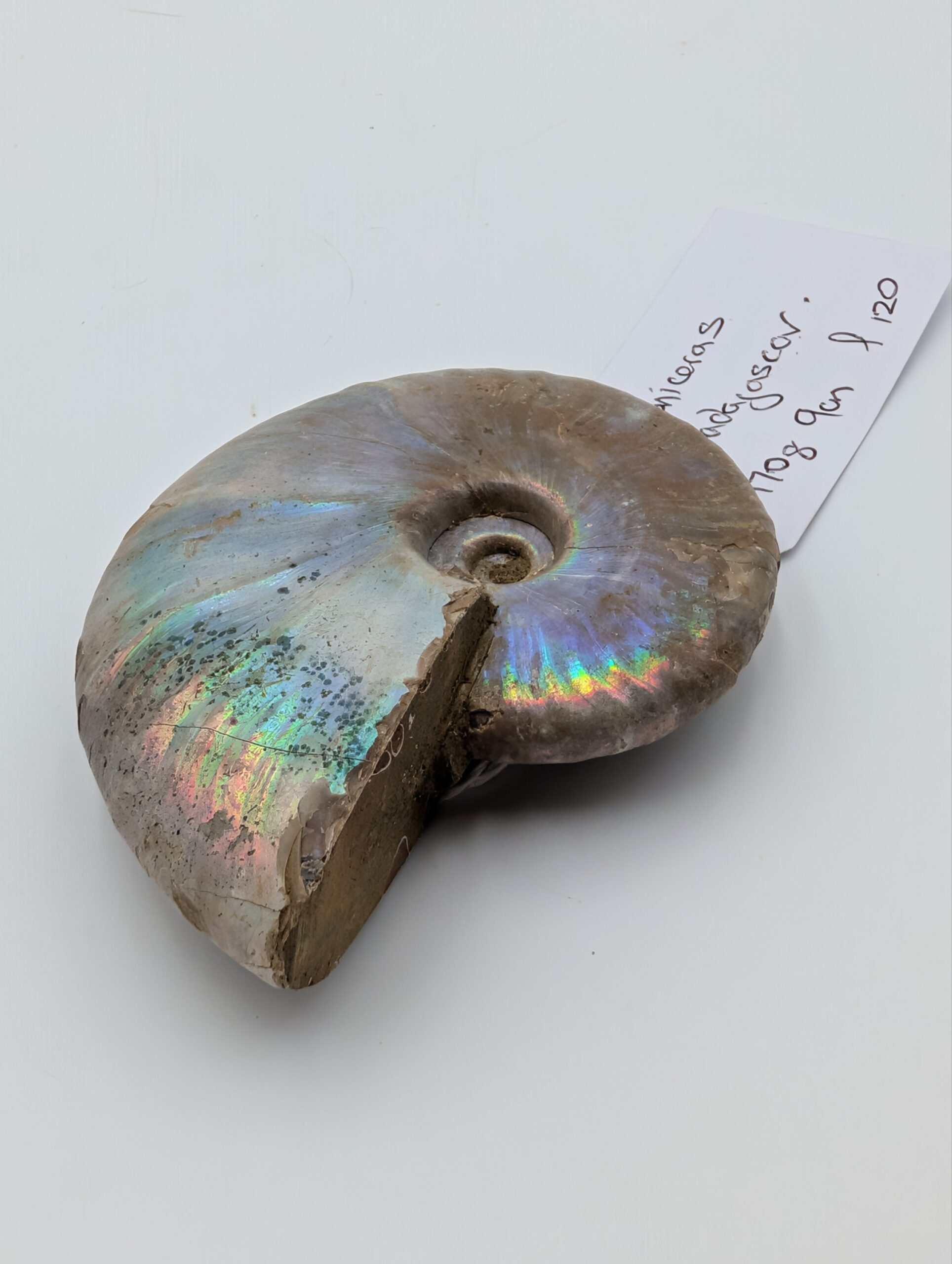 Large Iridescent Cleoniceras Ammonite Fossil – Madagascar – 9cm / 170g - Image 2