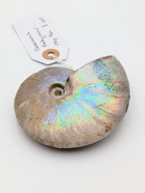 Large Iridescent Cleoniceras Ammonite Fossil – Madagascar – 9cm / 170g