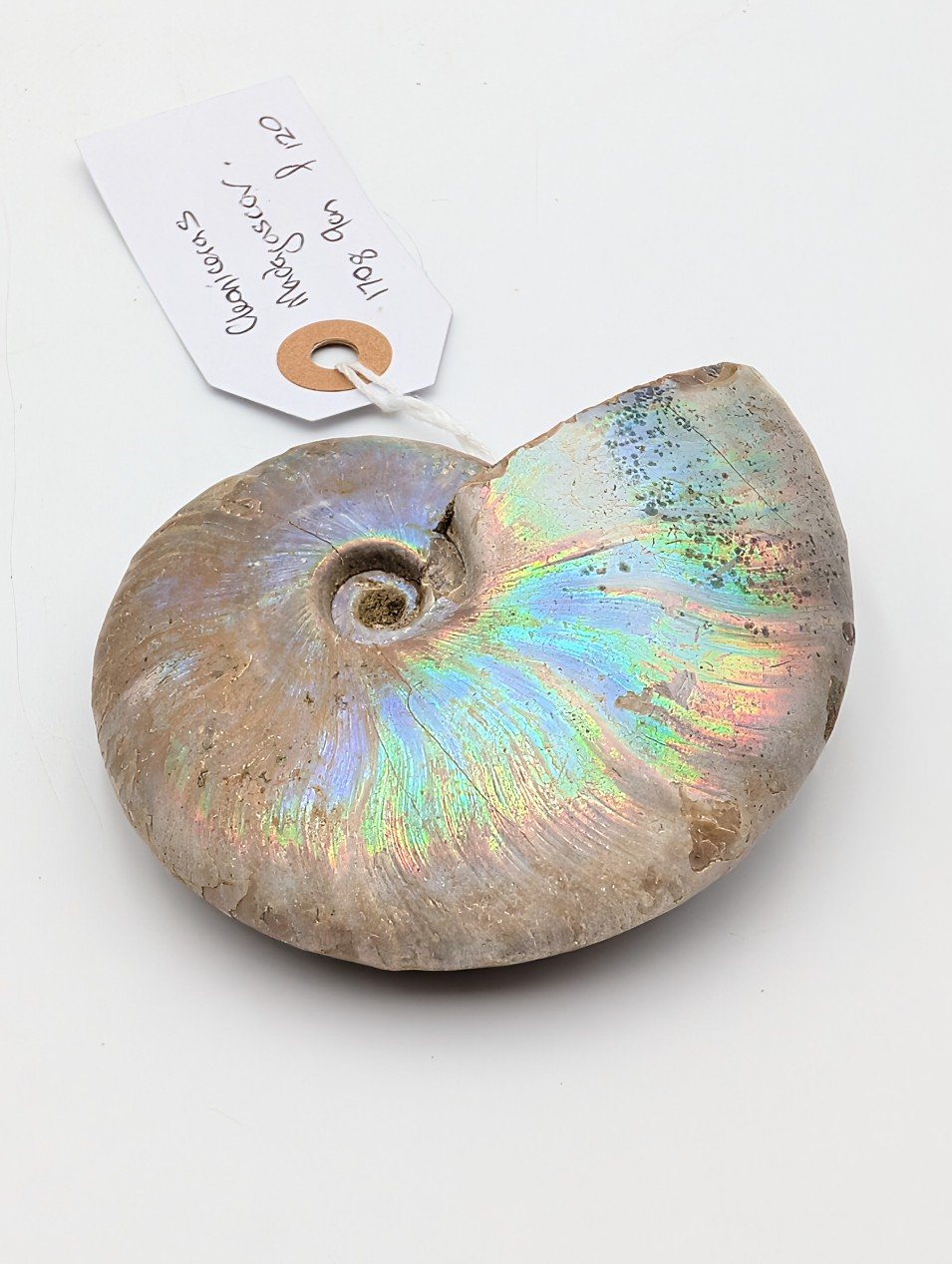 Large Iridescent Cleoniceras Ammonite Fossil – Madagascar – 9cm / 170g