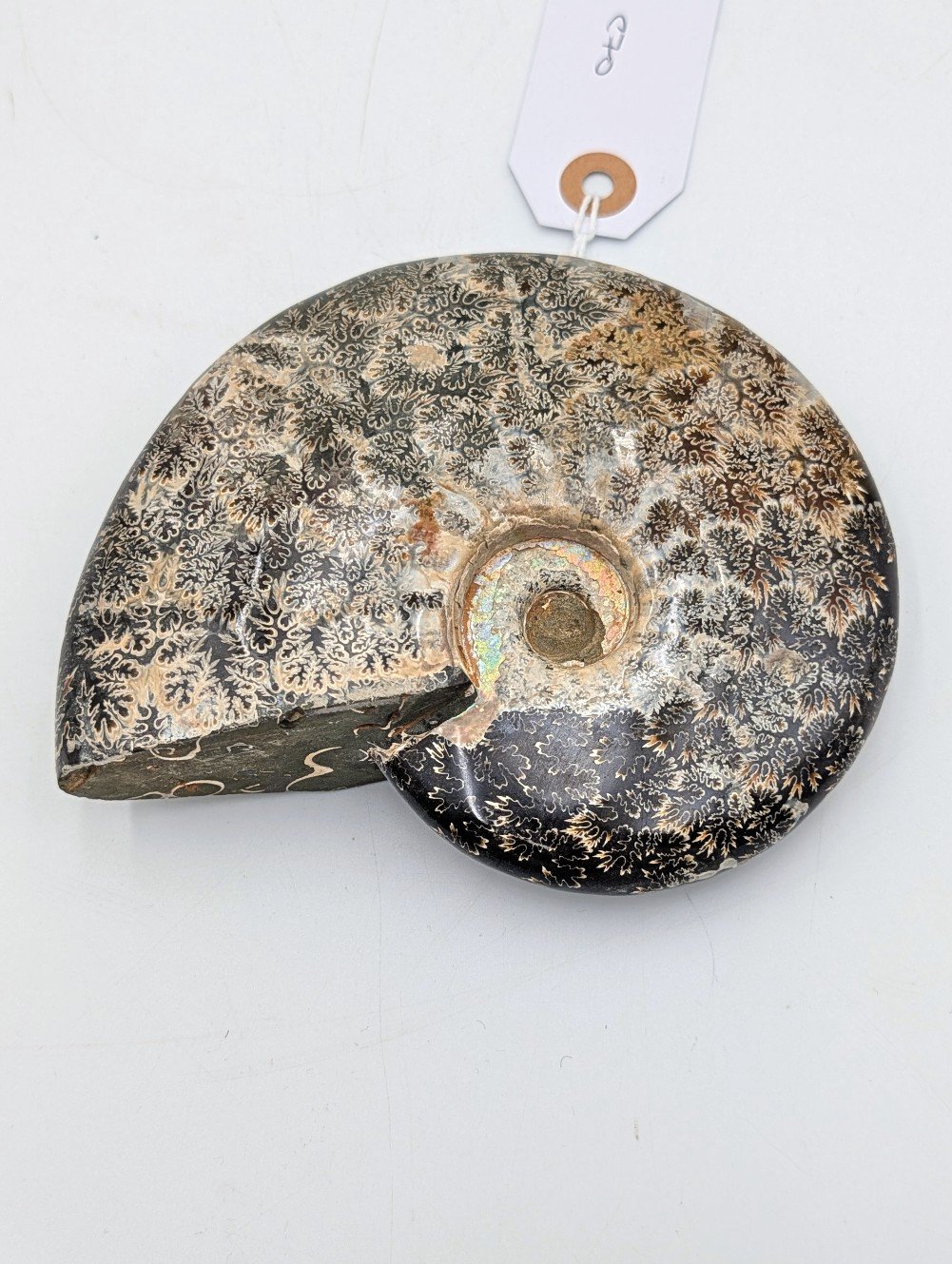 Large Polished Cleoniceras Ammonite Fossil with Sutures – Madagascar – 15.5cm / 770g