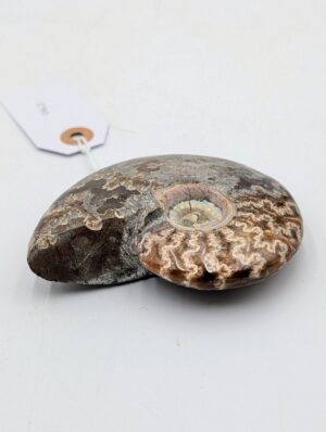 Polished Cleoniceras Ammonite Fossil with Sutures – Madagascar – 10cm / 210g