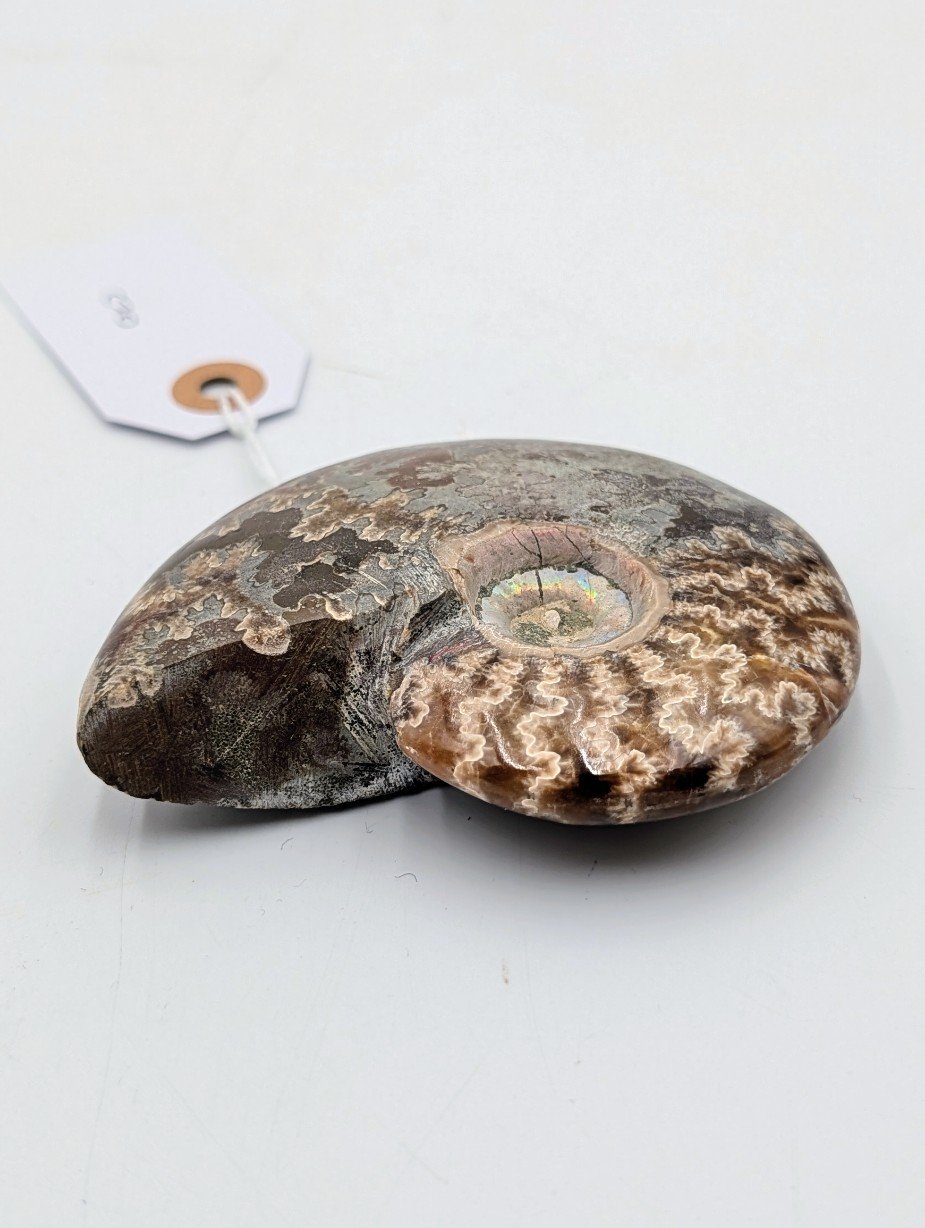 Polished Cleoniceras Ammonite Fossil with Sutures – Madagascar – 10cm / 210g