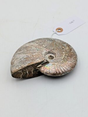 Iridescent Cleoniceras Ammonite Fossil – Madagascar – 12cm / 400g