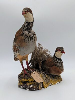 Vintage Taxidermy Pair of Red-Legged Partridges on Naturalistic Base